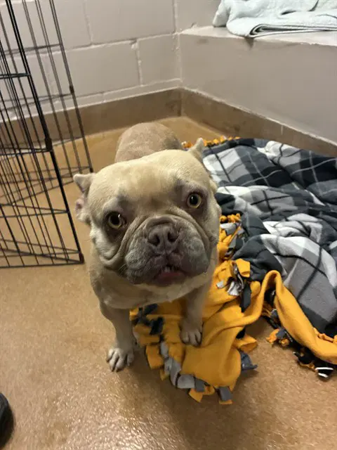 Unknown - French Bulldog