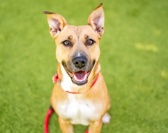 Carly - Pit Bull Terrier