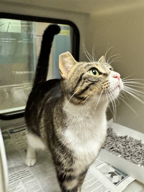 BUTTONS, a cat for adoption from San Jose Animal Care Center