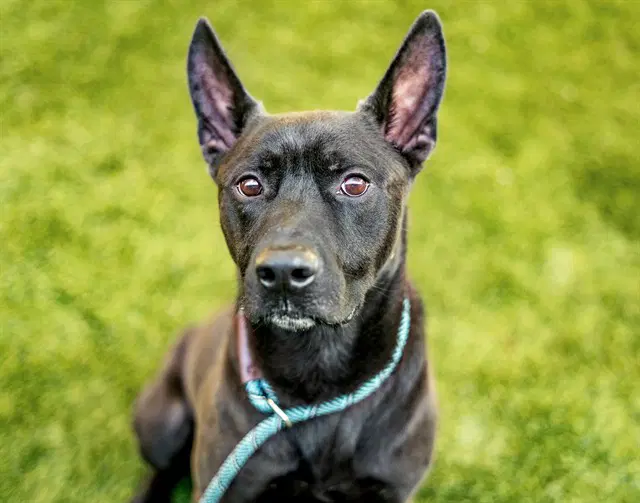 Odysseus - German Shepherd Dog