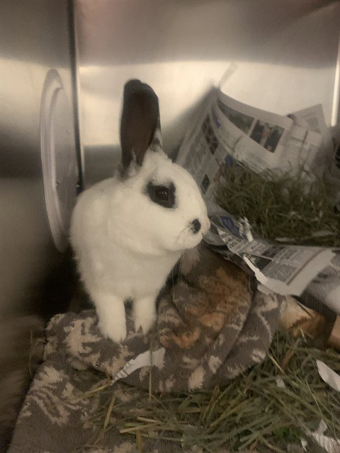 HEALDSBURG, a rabbit for adoption from San Jose Animal Care Center