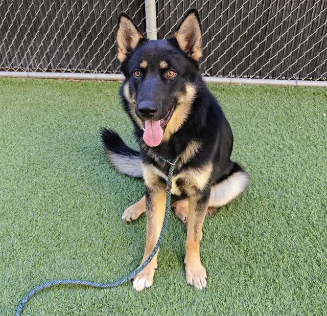 Drift - German Shepherd Dog