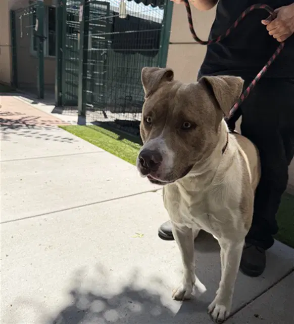 Yogi - Pit Bull Terrier