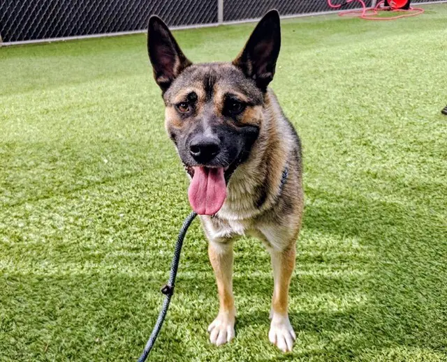 Derby - German Shepherd Dog