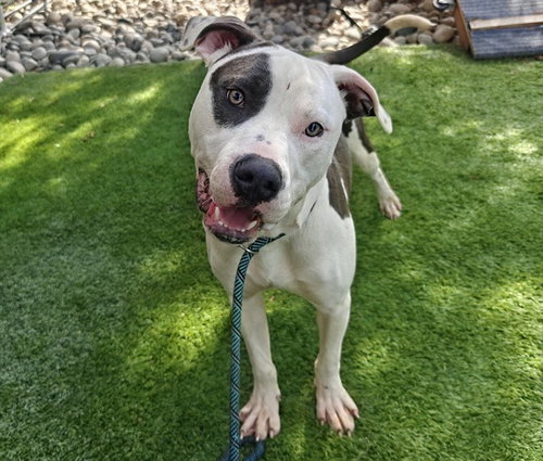 picture of the dog needing adoption