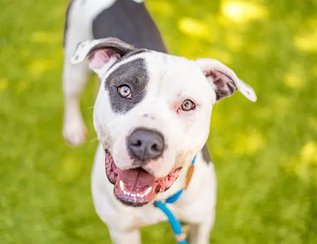 Baton - Pit Bull Terrier