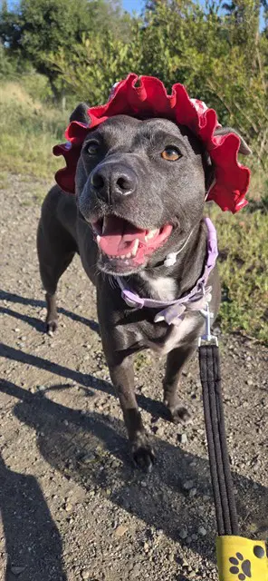 Cootie - Pit Bull Terrier