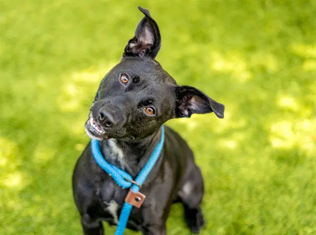 Blueberry - Pit Bull Terrier