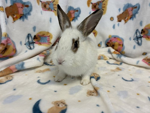 SAWYER, a rabbit for adoption from San Jose Animal Care Center