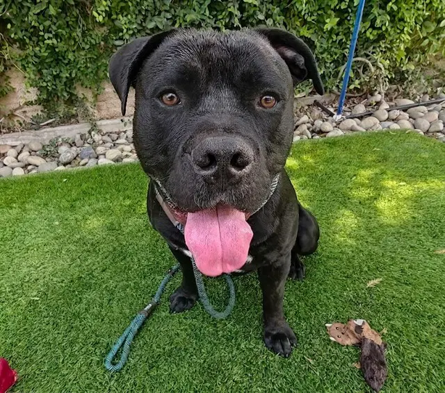 Baby Boy - Pit Bull Terrier