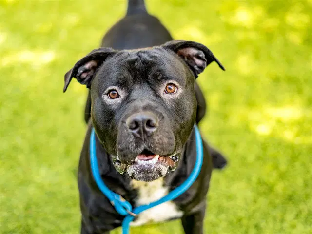 Rocket - Pit Bull Terrier