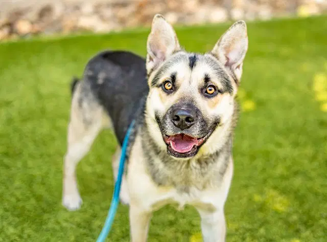 Chester - German Shepherd Dog