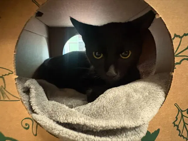 Cinder - Domestic Short Hair