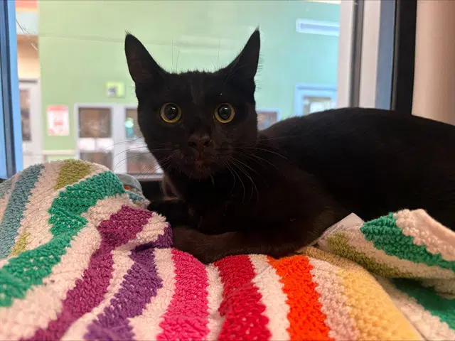 Cinder - Domestic Short Hair