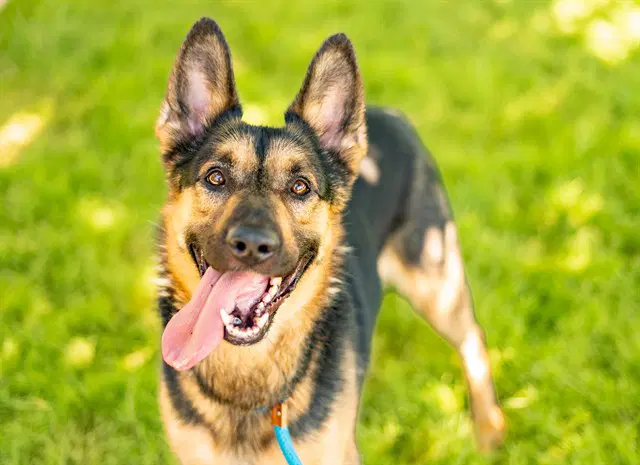 Gunner - German Shepherd Dog