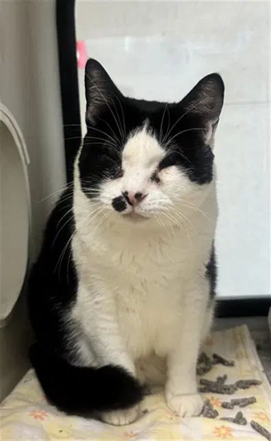 Cindy - Domestic Short Hair