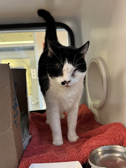 CINDY, a cat for adoption from San Jose Animal Care Center