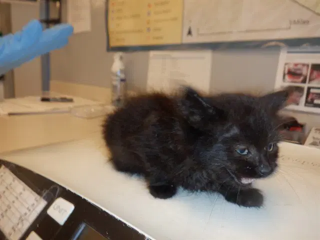 Truffle - Domestic Medium Hair