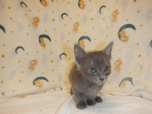 picture of the cat needing adoption