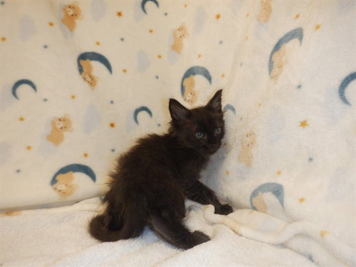 picture of the cat needing adoption