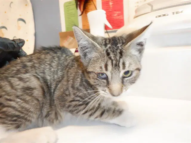 Mindy - Domestic Short Hair