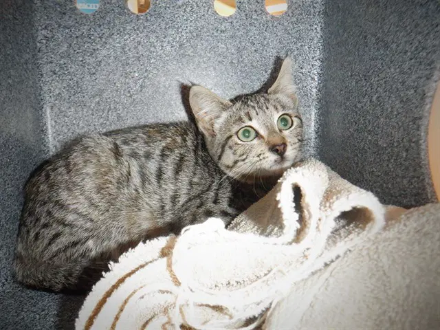 Tabitha - Domestic Short Hair