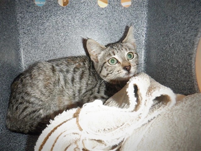 Tabitha