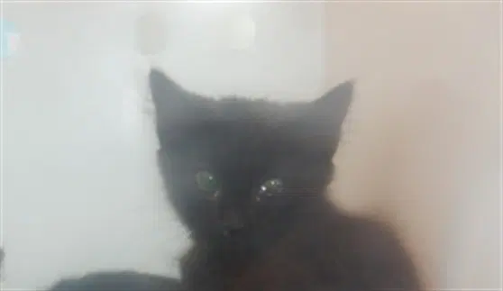 Funnel Cake - Domestic Short Hair