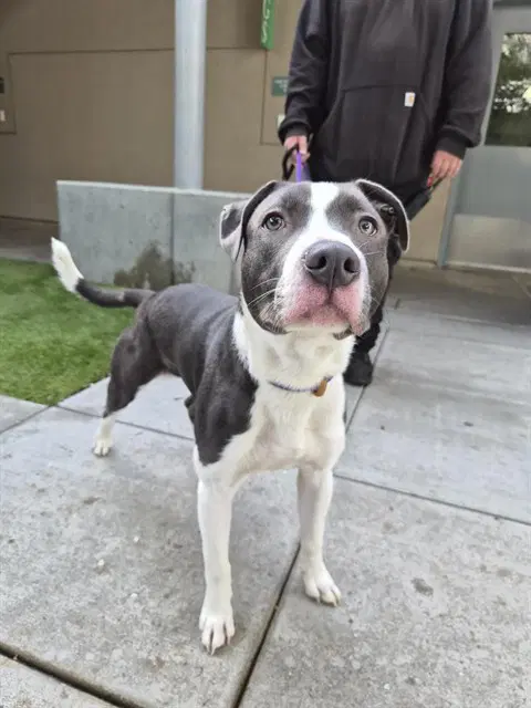 Cabo - Pit Bull Terrier