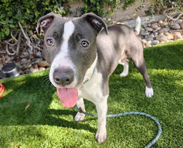 Cabo - Pit Bull Terrier