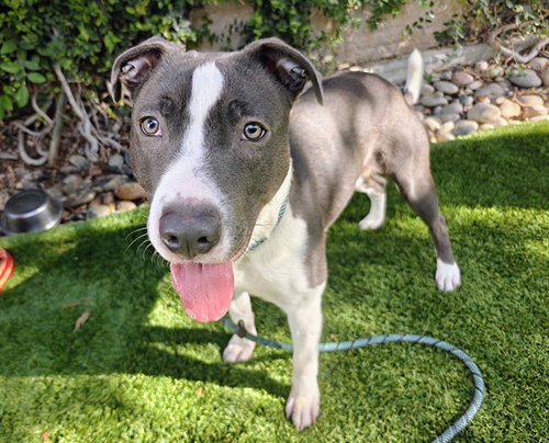 picture of the dog needing adoption