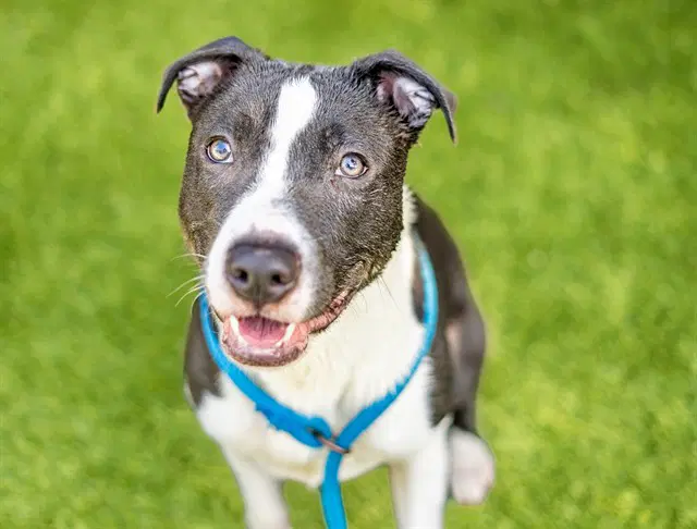 Cabo - Pit Bull Terrier