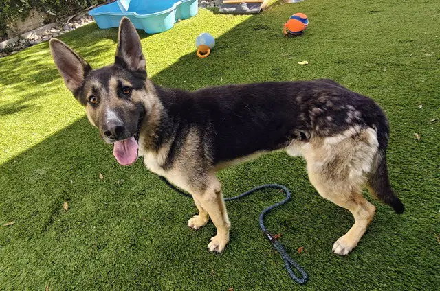 Kit-Kat - German Shepherd Dog