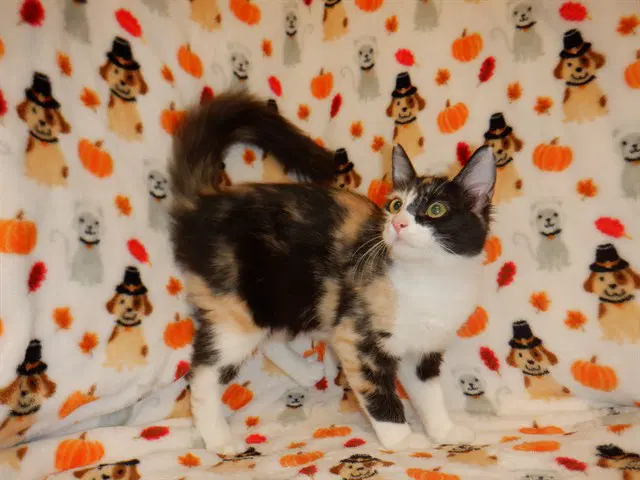 Unknown - Domestic Medium Hair