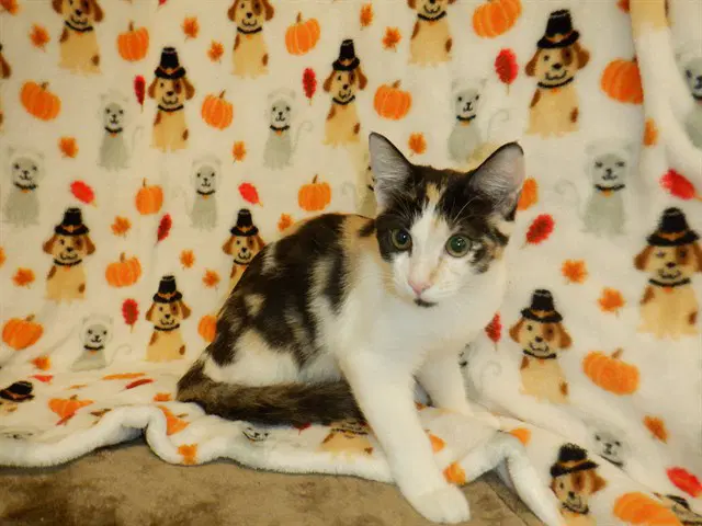 Unknown - Domestic Medium Hair