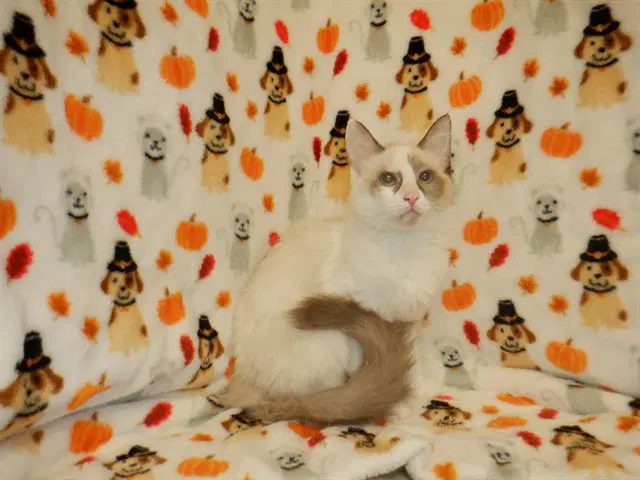 Unknown - Domestic Medium Hair
