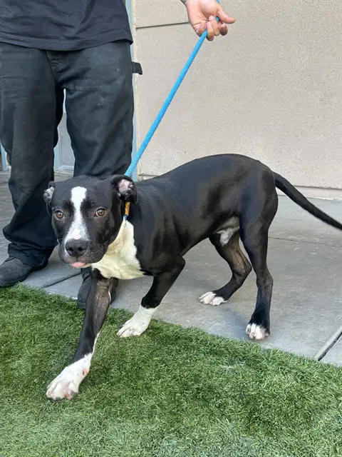 Caden - Pit Bull Terrier