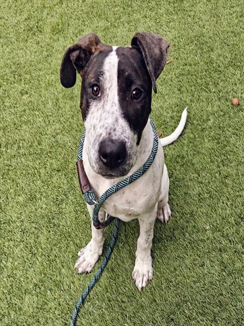 Freckles - Pit Bull Terrier