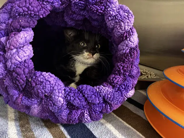 Daisy - Domestic Short Hair