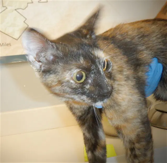 Dragonfly - Domestic Short Hair
