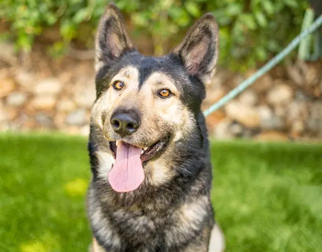 Sinatra - German Shepherd Dog