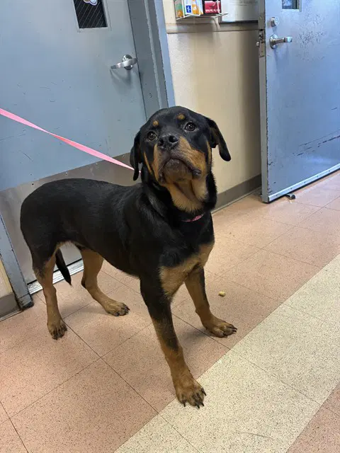 Silas - Rottweiler