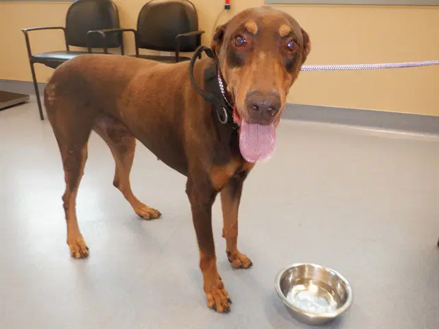 Alex - Doberman Pinscher