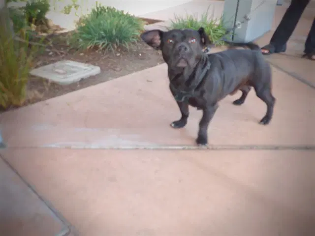 Yellowstone - Pit Bull Terrier