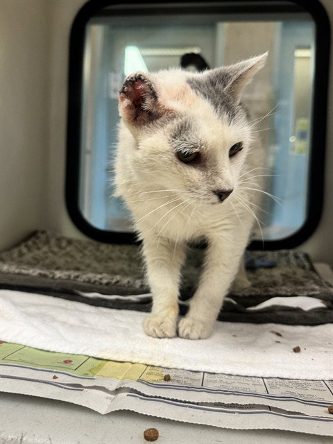 picture of the cat needing adoption