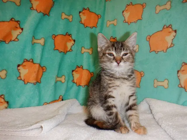 Iris - Domestic Short Hair
