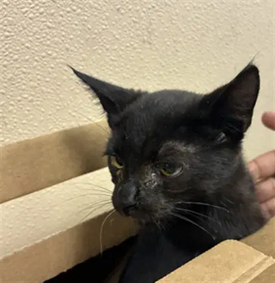 Jalapeno - Domestic Short Hair