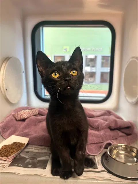 Jalapeno - Domestic Short Hair