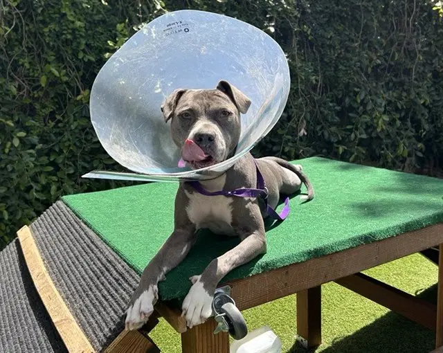 Jade - Pit Bull Terrier
