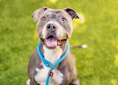 JADE, a dog for adoption from San Jose Animal Care Center